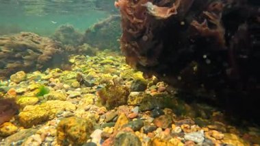 Deniz altı yosunları, lifli kırmızı ve yeşil yosunlar kıyıya yakın kayalıklarda berrak sularda yetişiyor.