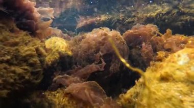 Deniz altında deniz yosunları, lifli kırmızı ve yeşil yosunlar kıyıya yakın kayalıklarda, Karadeniz 'de, berrak sularda büyüyorlar.