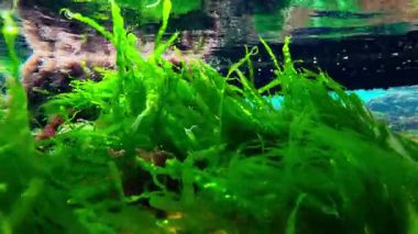 Karadeniz kıyısındaki taşların üzerindeki yosunların sualtı görüntüsü, kırmızı ve yeşil algler (Porphyra, Enteromorpha, Seramium)