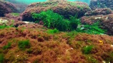 Karadeniz, farklı türde yosunların kaynaklı oksijen sentezi. Kayaların üzerinde büyüyen temiz ve temiz su.