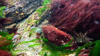 Karadeniz, farklı türde yosunların kaynaklı oksijen sentezi. Kayaların üzerinde büyüyen temiz ve temiz su.