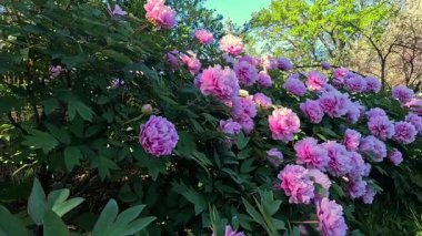 Bahçede pembe çifte çiçeklerle açan bir ağaç şakayığı çalısı.
