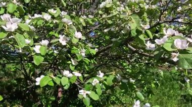 Bahçede beyaz ve pembe çiçekler açan bir ayva ağacı.