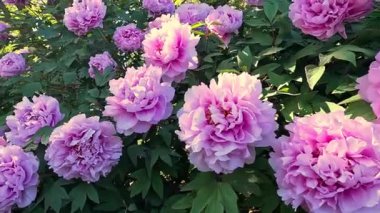 Bahçede pembe çifte çiçeklerle açan bir ağaç şakayığı çalısı.