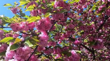 Bahçede çiçek açan pembe bir Japon kiraz ağacı.