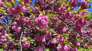 Bahçede çiçek açan pembe bir Japon kiraz ağacı.