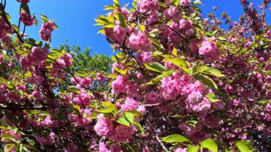 Bahçede çiçek açan pembe bir Japon kiraz ağacı.