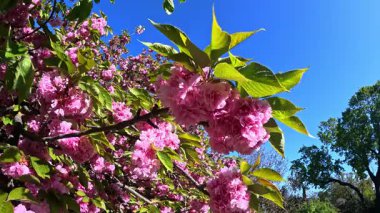 Bahçede çiçek açan pembe bir Japon kiraz ağacı.