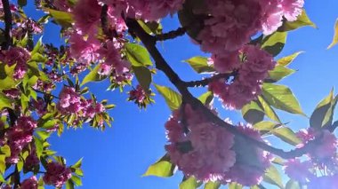 Bahçede çiçek açan pembe bir Japon kiraz ağacı.