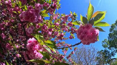 Bahçede çiçek açan pembe bir Japon kiraz ağacı.