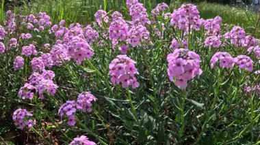 Clausia aprica, baharda bahçede çiçek açan pembe bitkiler