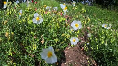 Kistus sp., bahçede nadir bulunan bir bitkinin bahar çiçeği.