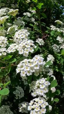 Spiraea sp., Bahçedeki süs çitinin küçük beyaz çiçekleri ile cilt bakımı