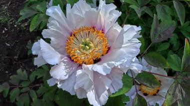 Bir şakayık ağacı, beyaz çiçeklerle açan bir çalı...