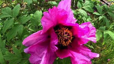 Ağaç şakayığı, yeşil yapraklardan oluşan arka planda pembe çiçeklerle açan bir çalı.