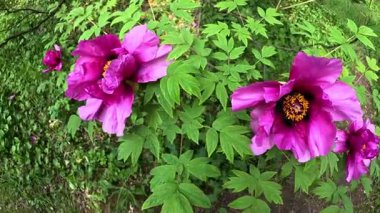 Ağaç şakayığı, yeşil yapraklardan oluşan arka planda pembe çiçeklerle açan bir çalı.