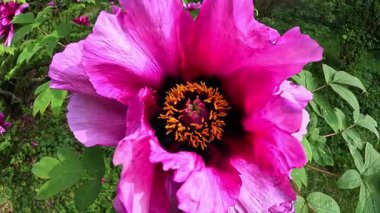 Ağaç şakayığı, yeşil yapraklardan oluşan arka planda pembe çiçeklerle açan bir çalı.