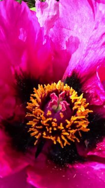 Ağaç şakayığı, yeşil yapraklardan oluşan arka planda pembe çiçeklerle açan bir çalı.