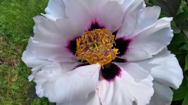 Bir şakayık ağacı, beyaz çiçeklerle açan bir çalı...