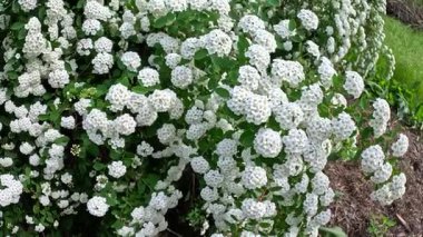 Spiraea sp., Bahçedeki süs çitinin küçük beyaz çiçekleri ile cilt bakımı