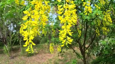 Laburnum sp., Bahçede sarı çiçekli dikey kabartma bahar çiçekleri