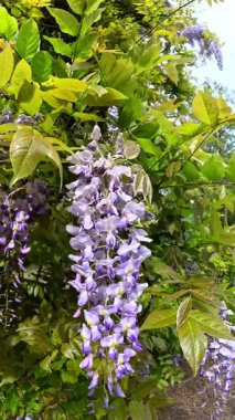 Wisteria macrostachya, baharda çiçek açan dikey cilt bakımı, bahçede mor çiçekler.
