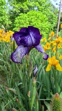 Bahçede benekli mor çiçekleri süsleyen süsen çiçekleri