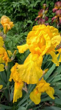 Bahçede süs çiçeği açan sarı çiçekler, Odessa