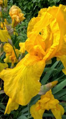 Bahçede süs çiçeği açan sarı çiçekler, Odessa