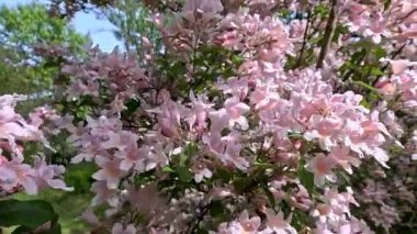 Güzel çalılar Kolkwitzia amabilis, çiçek açan pembe benekli çiçekler bahçede mavi gökyüzüne karşı