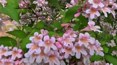 Güzel çalılar Kolkwitzia amabilis, çiçek açan pembe benekli çiçekler bahçede mavi gökyüzüne karşı