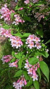 Güzel çalılar Kolkwitzia amabilis, çiçek açan pembe benekli çiçekler bahçede mavi gökyüzüne karşı