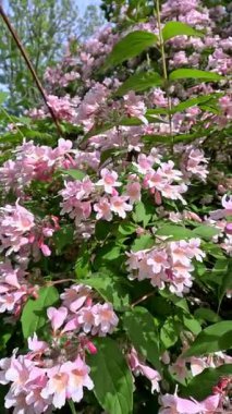 Güzel çalılar Kolkwitzia amabilis, çiçek açan pembe benekli çiçekler bahçede mavi gökyüzüne karşı