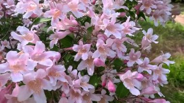 Güzel çalılar Kolkwitzia amabilis, çiçek açan pembe benekli çiçekler bahçede mavi gökyüzüne karşı