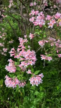 Güzel çalılar Kolkwitzia amabilis, çiçek açan pembe benekli çiçekler bahçede mavi gökyüzüne karşı