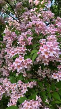 Güzel çalılar Kolkwitzia amabilis, çiçek açan pembe benekli çiçekler bahçede mavi gökyüzüne karşı