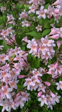 Güzel çalılar Kolkwitzia amabilis, çiçek açan pembe benekli çiçekler bahçede mavi gökyüzüne karşı