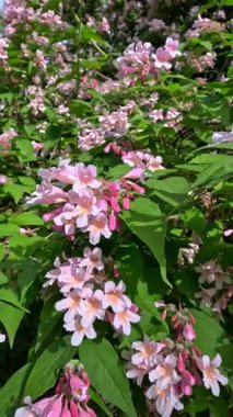 Güzel çalılar Kolkwitzia amabilis, çiçek açan pembe benekli çiçekler bahçede mavi gökyüzüne karşı