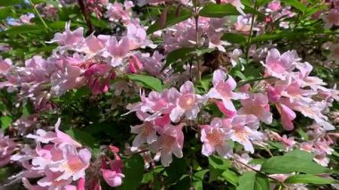 Güzel çalılar Kolkwitzia amabilis, çiçek açan pembe benekli çiçekler bahçede mavi gökyüzüne karşı