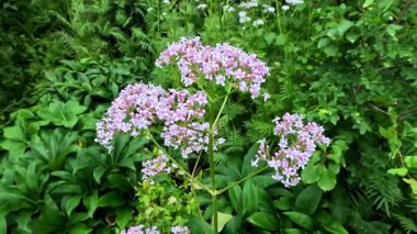Valeriana officinalis, bahçedeki yeşil yaprakların arka planına karşı pembe çiçeklerle dolgunluk.