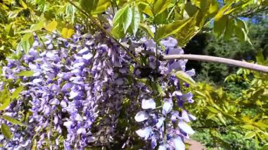 Çin salkımı - Wisteria sinensis, Mor çiçeklerin bahçedeki bir tırmanma bitkisine dökülmesi