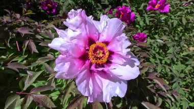 Ağaç şakayığı, yeşil yaprakların arka planında pembe çiçeklerle açan bir çalı, Odessa.