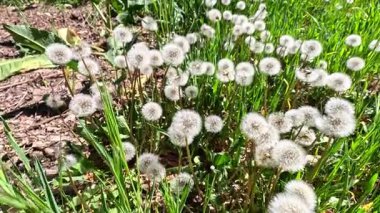 Yeşil çimenlerin arasında tüylü karahindiba tohumları.