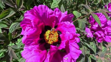 Ağaç şakayığı, yeşil yaprakların arka planında pembe çiçeklerle açan bir çalı, Odessa.