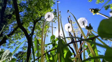 Yeşil çimenlerin arasında tüylü karahindiba tohumları.,