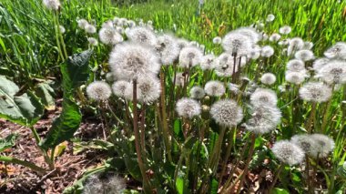 Yeşil çimenlerin arasında tüylü karahindiba tohumları.
