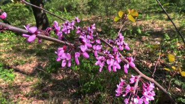Cercis, Magnoliopsida - Odessa 'da bir bahçede Yahuda ağacı