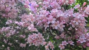 Güzel çalılar Kolkwitzia amabilis, çiçek açan pembe benekli çiçekler bahçede mavi gökyüzüne karşı