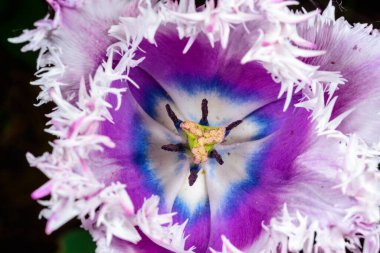 Erkeksi bir çiçeğin iç yüzünü ve fırfırlı bir lalenin iç kısmını kapatın.