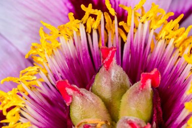 Sarı keklere ve ağaçtaki şakayık çiçeğinin ortasındaki kırmızı papatyalara yakın bir yerde. Odessa 'da bir bahçedeki süs bitkisi.